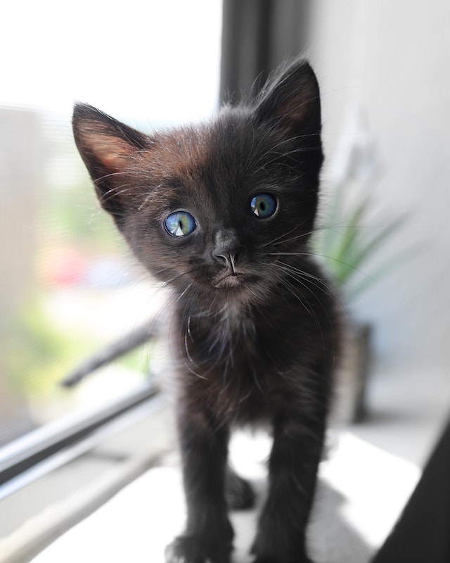 Photo by Lad Fury: https://www.pexels.com/photo/cute-short-fur-black-kitten-with-blue-eyes-2835623/